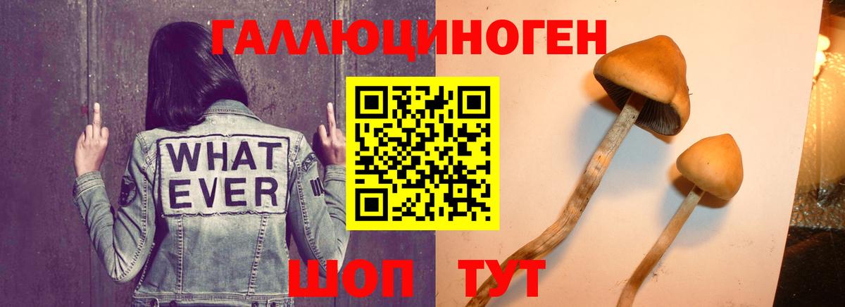 Галлюциногенные грибы Psilocybe  Вход с VPN  Заводоуковск 